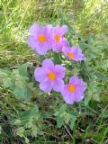 Cistus albidus